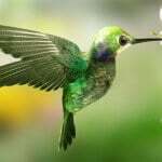 Google update!. AI Search (GEO) & SEO Expert Google hummingbird, SEO